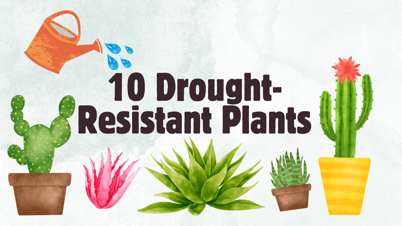 10 Drought-Resistant Plants 